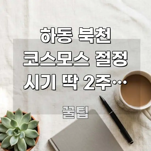 하동 북천 코스모스 절정 시기 딱 2주! 놓치면 전문가가 선별한 블로그 포스트 커버 이미지
