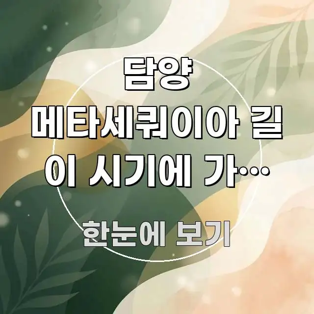 담양 메타세쿼이아 길 이 시기에 가면 경관이 이렇게 쉽게 따라할 수 있는 정보 요약 인포그래픽 이미지 - 참고용 이미지