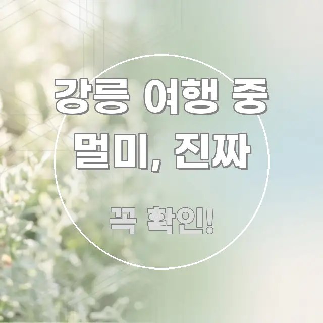 강릉 여행 중 멀미, 진짜 요점만 뽑아낸 콘텐츠 요약 표지 이미지 - 글 흐름을 돕는 시각 자료
